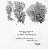 Cladonia alpestris image